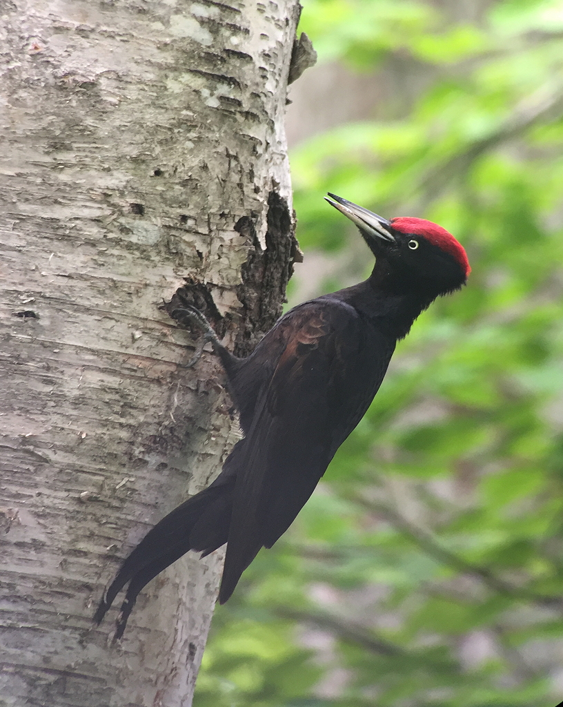 Kumagera: Japans Largest Woodpecker - Wild Watch | Japan Nature Guides