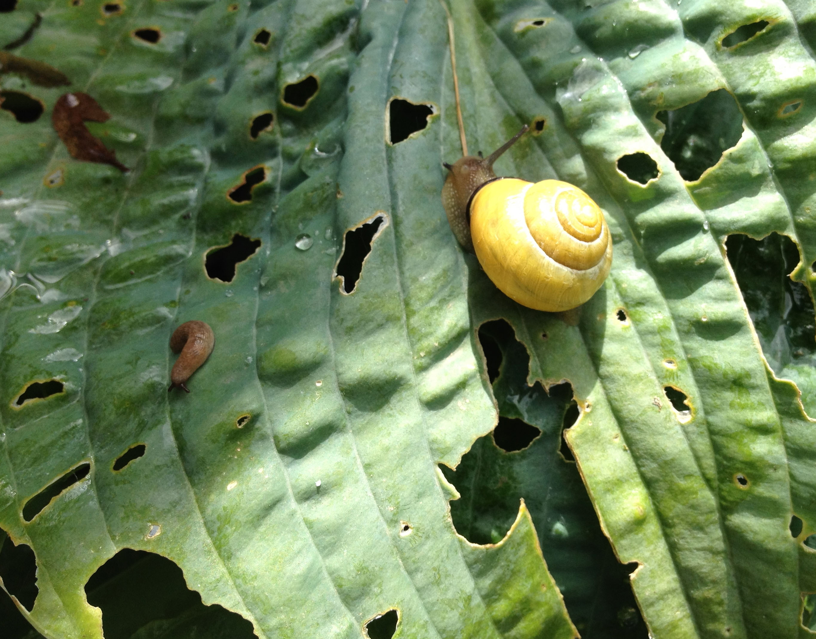 Slugs, snails and astonishing tales - Wild Watch | Japan Nature Guides